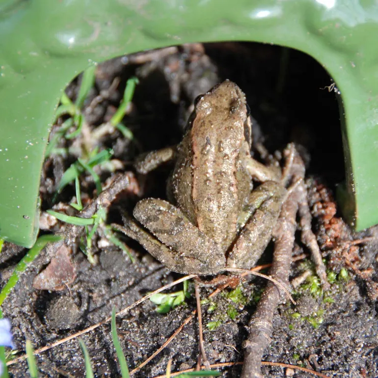 Abri crapaud en céramique