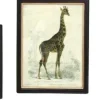 Assortiment de 3 cadres Safari