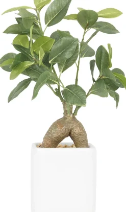 Bonsai ficus elastica pot en céramique 28 cm