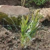 Bordure de jardin en métal Lawn 3m (Lot de 3)