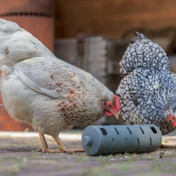 Distributeur roulant à friandises en plastique recyclé pour poules
