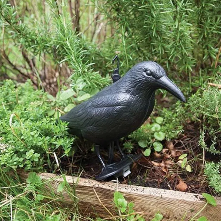 Epouvantail corbeau pour éloigner les pigeons
