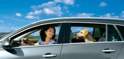 Filet de voiture pour chien