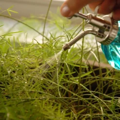 Humidificateur pour plantes en verre (Transparent)