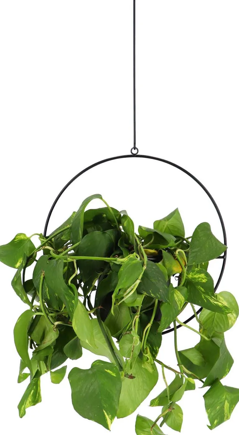 Jardinière déco ronde d'intérieur en métal noir (A suspendre)