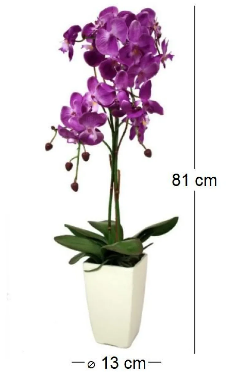 Orchidée fuchsia en pot blanc (Fuchsia)