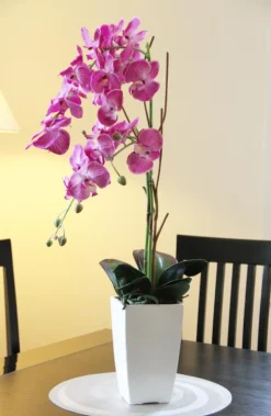 Orchidée fuchsia en pot blanc (Fuchsia)