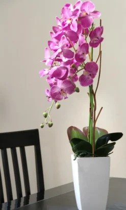 Orchidée fuchsia en pot blanc (Fuchsia)