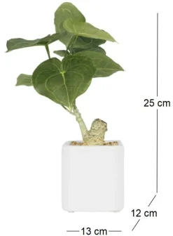 Plante artificielle pot carré blanc mat 26 cm