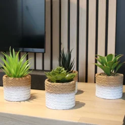 Plante succulente en pot bicolore 8 x 15 cm (Lot de 4)