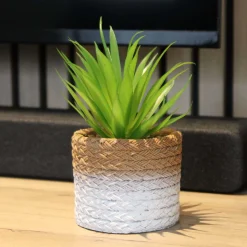 Plante succulente en pot bicolore 8 x 15 cm (Lot de 4)