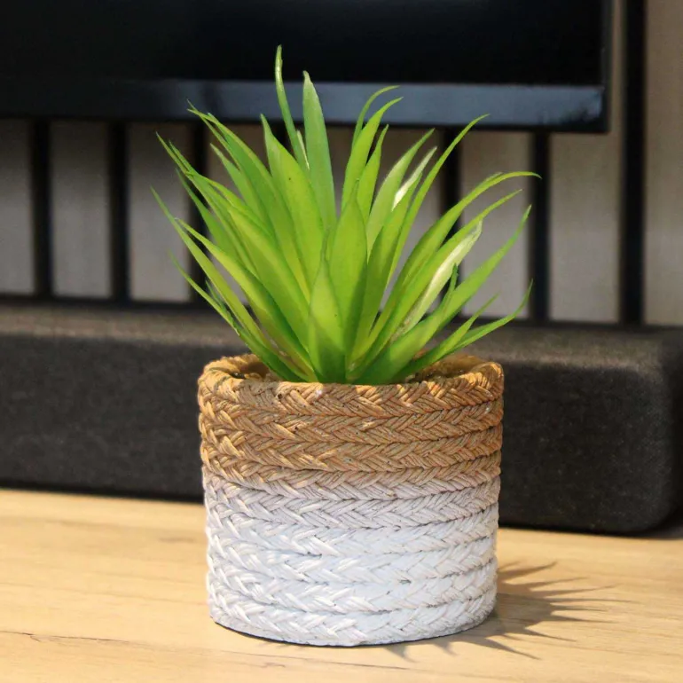Plante succulente en pot bicolore 8 x 15 cm (Lot de 4)