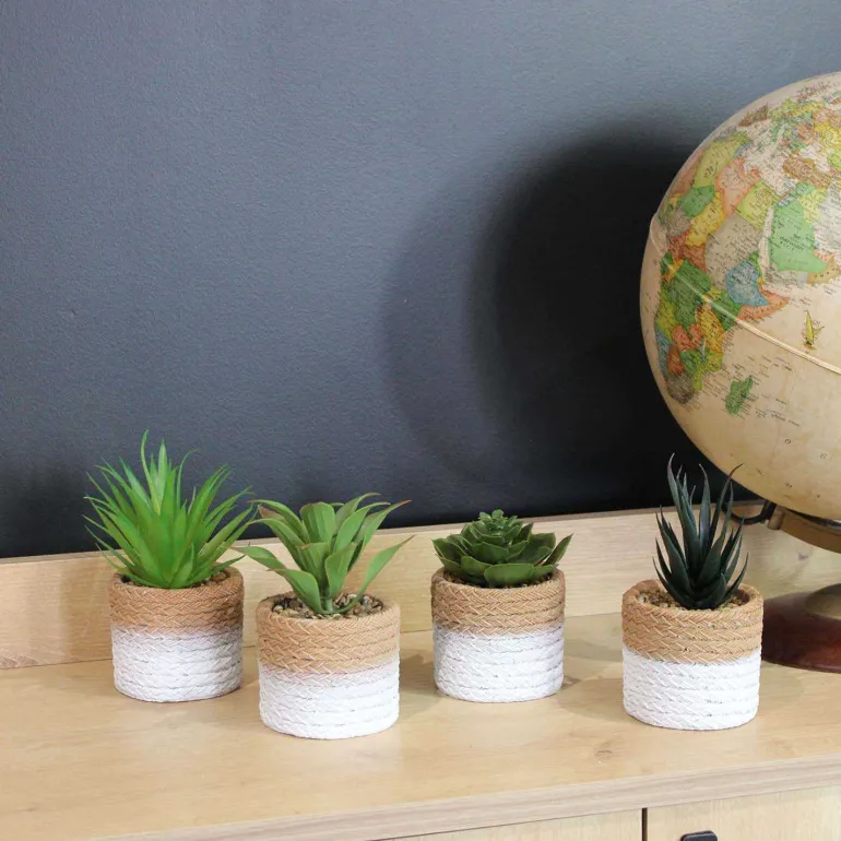 Plante succulente en pot bicolore 8 x 15 cm (Lot de 4)