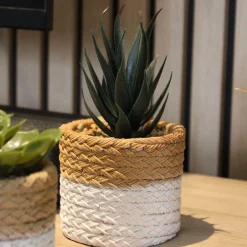 Plante succulente en pot bicolore 8 x 15 cm (Lot de 4)