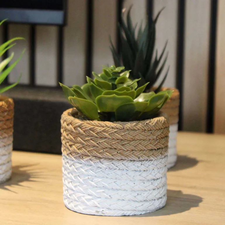 Plante succulente en pot bicolore 8 x 15 cm (Lot de 4)