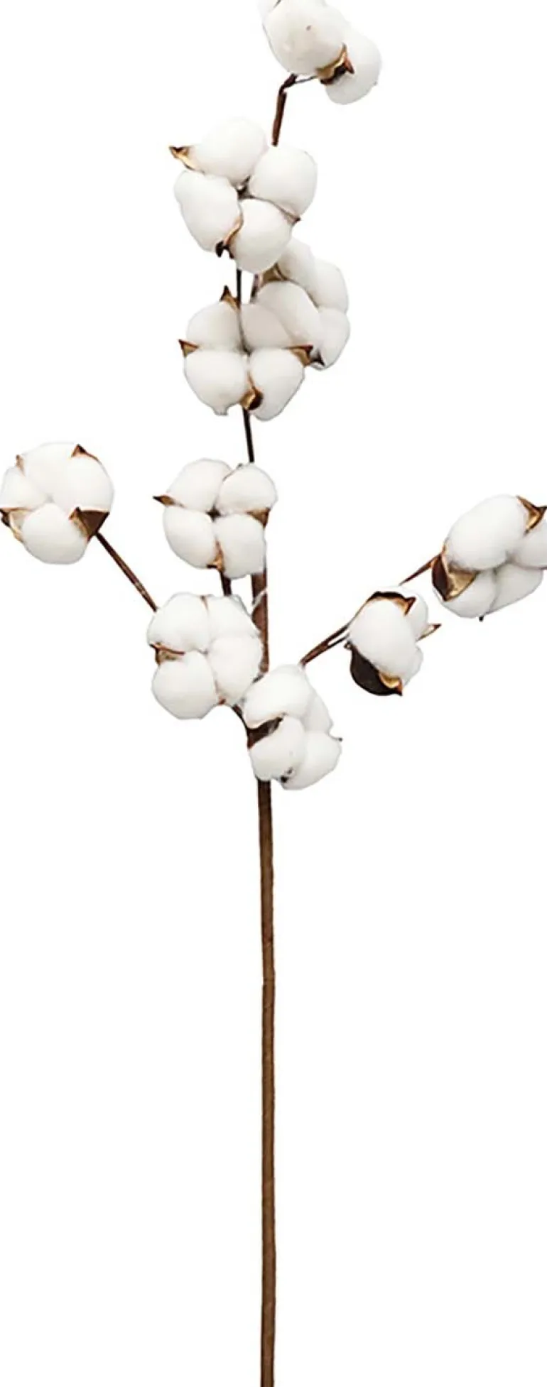 Set de 3 branches de coton 70 cm
