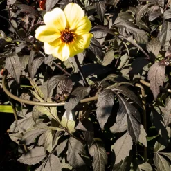 Support à plantes courbé en acier (Lot de 6)