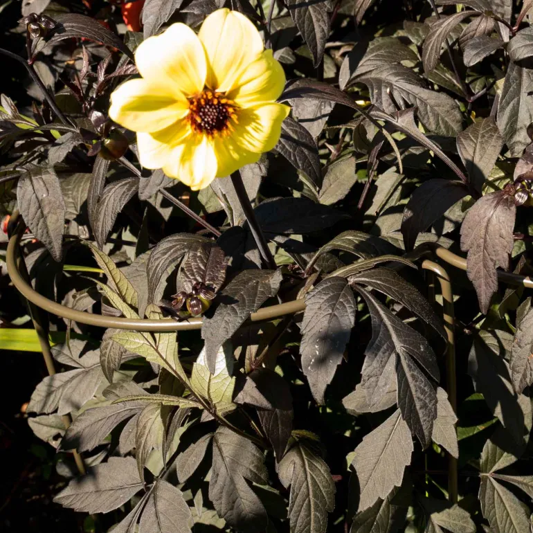 Support à plantes courbé en acier (Lot de 6)