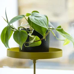 Support à plantes rond à fixer hauteur réglable doré (20.9 x 14 cm)