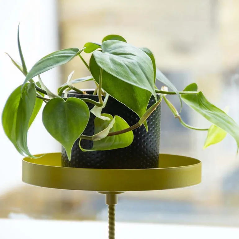 Support à plantes rond à fixer hauteur réglable doré (20.9 x 14 cm)